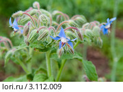 Огуречная трава. Бурачник (Borago officinalis) Стоковое фото, фотограф Елена Писклова / Фотобанк Лори