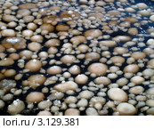 Снежные шарики в воде. Стоковое фото, фотограф Алексей Кокоулин / Фотобанк Лори