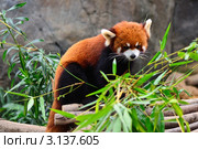 Красная панда (Ailurus fulgens) в зоопарке Гонконга (2012 год). Стоковое фото, фотограф Знаменский Олег / Фотобанк Лори