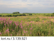 Иван-чай в цвету. Новосильский район. Орловская область. Стоковое фото, фотограф Александра Меланич / Фотобанк Лори