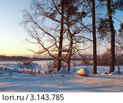 Зимний вечерний пейзаж с живописной березой. Стоковое фото, фотограф Алексей Пантелеев / Фотобанк Лори