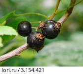 Черная смородина (Ribes nigru) и вредители. Стоковое фото, фотограф Алёшина Оксана / Фотобанк Лори