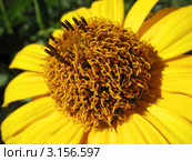 Сердцевина цветка гелиопсиса крупным планом (heliopsis helianthoides) Стоковое фото, фотограф Светлана Ильева (Иванова) / Фотобанк Лори