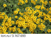 Арника облиственная (Arnica foliosa Nutt.) Стоковое фото, фотограф Светлана Зотеева / Фотобанк Лори