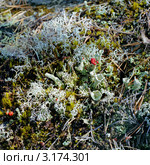 Лесная подстилка с лишайником "Кубки эльфов" (Кладония красноплодная, Cladonia coccifera) в Карелии. Стоковое фото, фотограф Михаил Марковский / Фотобанк Лори