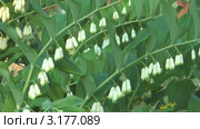 Купена душистая (Polygonatum) Стоковое видео, видеограф Андрей Некрасов / Фотобанк Лори