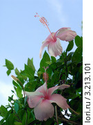Цветы Гибискуса(Hibiscus rosa sinensis Malvaceae) Стоковое фото, фотограф Svet / Фотобанк Лори