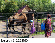 Кормление верблюда в Большереченском зоопарке. Омская область. Стоковое фото, фотограф Галина Хорошман / Фотобанк Лори
