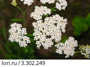 Тысячелистник обыкновенный, белоголовник, маточник, порезная трава, кровавник (Achillea millefolium) Стоковое фото, фотограф Алёшина Оксана / Фотобанк Лори
