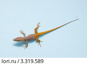 Каролинский или красногорлый анолис (Carolina anole / Anolis carolinensis) на голубой стене. Стоковое фото, фотограф Сергей Дубров / Фотобанк Лори
