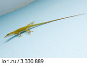 Каролинский или красногорлый анолис (Carolina anole / Anolis carolinensis) на голубой стене. Стоковое фото, фотограф Сергей Дубров / Фотобанк Лори