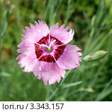 Гвоздика садовая  (Diánthus) Стоковое фото, фотограф Охотникова Екатерина *Фототуристы* / Фотобанк Лори