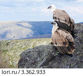 Два белоголовых сипа (Gyps fulvus) сидят на скале. Стоковое фото, фотограф Яков Филимонов / Фотобанк Лори