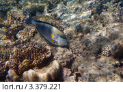 Рыба-хирург (Acanthurus Sohal) Красное море, Египет. Стоковое фото, фотограф Роман Прохоров / Фотобанк Лори