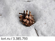 Шишка на тающем снегу. Ранняя весна. Стоковое фото, фотограф Татьяна Клементьева / Фотобанк Лори