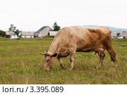 Корова на пастбище. Стоковое фото, фотограф Сергей Лешков / Фотобанк Лори