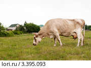 Корова на пастбище. Стоковое фото, фотограф Сергей Лешков / Фотобанк Лори