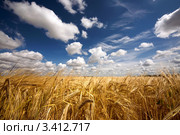 Поле желтой пшеницы и облака в небе. Стоковое фото, фотограф Алексей Строганов / Фотобанк Лори