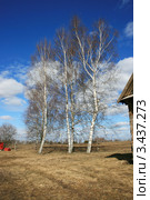 Четыре берёзки, Беларусь (2012 год). Стоковое фото, фотограф Марина Шатерова / Фотобанк Лори