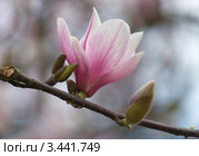 Цветок магнолии (2011 год). Стоковое фото, фотограф Павел Широков / Фотобанк Лори