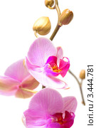 Орхидеи Phalaenopsis ANNAPOLIS  на белом фоне. Стоковое фото, фотограф Котульский Валерий Николаевич / Фотобанк Лори