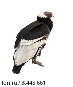 Кондор (Vultur gryphus) на белом фоне. Стоковое фото, фотограф Яков Филимонов / Фотобанк Лори
