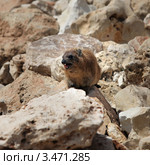Капский (скалистый) даман  (Procavia capensis) Стоковое фото, фотограф Татьяна Белова / Фотобанк Лори