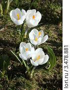 Крокусы или шафраны белые, Crocus. Стоковое фото, фотограф Маргарита Герм / Фотобанк Лори