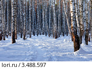 Березовая роща. Стоковое фото, фотограф Julia Shepeleva / Фотобанк Лори