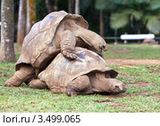 Большая Сейшельская черепаха. Ванилла парк ( La Vanille Reserve park). Маврикий (2012 год). Стоковое фото, фотограф Куликов Константин / Фотобанк Лори