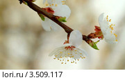 Цветущая ветка абрикосового дерева. Стоковое видео, видеограф ILLYCH / Фотобанк Лори