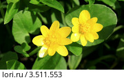 Цветущие лютики (Ranunculus ficaria) (Ficaria verna) Стоковое видео, видеограф Артем Поваров / Фотобанк Лори