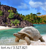 Большая черепаха (Megalochelys gigantea) на берегу моря на фоне тропического пейзажа. Стоковое фото, фотограф Куликов Константин / Фотобанк Лори