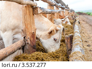 Коровы на стойловом содержании. Стоковое фото, фотограф Александр Подшивалов / Фотобанк Лори