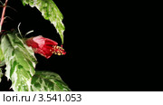 Расцветающие цветы гибискуса на черном фоне, таймлапс (Hibiscus Cooperi) Стоковое видео, видеограф Артем Поваров / Фотобанк Лори