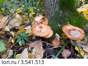 Опята в лесу. Armillaria. Стоковое фото, фотограф Дудакова / Фотобанк Лори