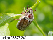 Майский жук (Melolontha vulgaris) на ветке крупным планом. Стоковое фото, фотограф Елена Коромыслова / Фотобанк Лори