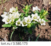 Горечавка, или гентиана бесстебельная(Gentiana acaulis) Стоковое фото, фотограф Алёшина Оксана / Фотобанк Лори