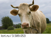Корова. Стоковое фото, фотограф Валерий Пчелинцев / Фотобанк Лори