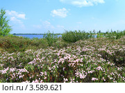 Подбел многолистный  (Andromeda polifolia L) на берегу озера на Ямале. Стоковое фото, фотограф Григорий Писоцкий / Фотобанк Лори