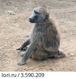 Обезьяна. Кения (2012 год). Стоковое фото, фотограф E. O. / Фотобанк Лори