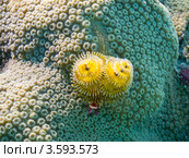 Многощетинковый червь Спиробранхус (Spirobranchus giganteus / Christmas tree worms) Стоковое фото, фотограф Сергей Дубров / Фотобанк Лори