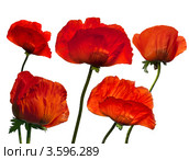 Красные восточные маки (Papaver orientale) на белом фоне. Стоковое фото, фотограф Светлана Васильева / Фотобанк Лори