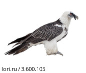 Орел-бородач (Gypaetus barbatus) на белом фоне. Стоковое фото, фотограф Яков Филимонов / Фотобанк Лори