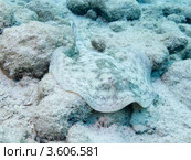 Ямайский уролоф (Yellow Stingray / Urobatis jamaicensis), пример мимикрии. Стоковое фото, фотограф Сергей Дубров / Фотобанк Лори