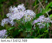 Цветущий бело-розовый василистник, или василисник водосборолистный (Thalictrum aquilegifolium) Стоковое фото, фотограф Светлана Васильева / Фотобанк Лори