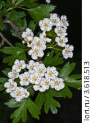 Цветы боярышника однопестичного (Crataegus monogyna) Стоковое фото, фотограф Иван Сазыкин / Фотобанк Лори
