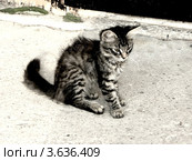 Маленький котенок. Стоковое фото, фотограф Мамонтова Екатерина Александровна / Фотобанк Лори