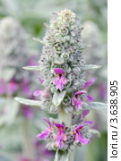 Чистец шерстистый, или Стахис (Stachys) Стоковое фото, фотограф Александр Алексеев / Фотобанк Лори