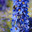 Живокость, дельфиниум, шпорник голубой (Delphinium. Стоковое фото, фотограф Svet / Фотобанк Лори